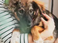 Щенок Буся ищет дом (передержку)