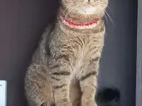Пропал кот