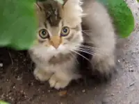 Нежный котенок Лёва ищет дом!, фотография 2