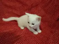 Красивые котята в дар
