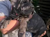 Щенки Кане корсо