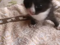 Котенок мальчик пушистый, фотография 5