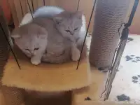 породистый британский котёнок, фотография 3