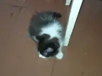 Котята, фотография 2