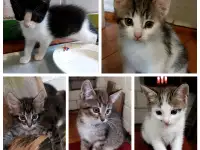Ищу семью для котенка, фотография 6