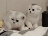 Шотландские котята., фотография 4