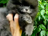 Померанский шпиц, щенки. Мини мишки, фотография 6