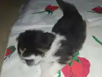 Маленькие кошечки, фотография 11