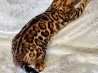 Бенгальские котята, фотография 4