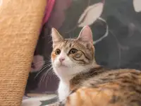 Кошка ОЛСИ ИЩЕТ дом, фотография 5