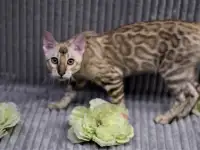 Снежный бенгальский котенок, фотография 4