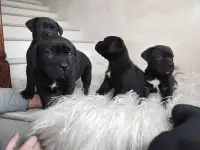 Щенки Кане-корсо