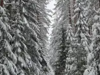 Участок в Беловежской пуще., фотография 3
