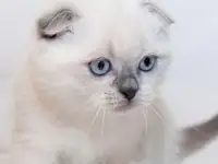 Шотландские котята, фотография 1