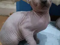 Мальчик бамбино и канадский сфинкс, фотография 4