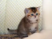ЗОЛОТАЯ ШИНШИЛЛА шотландские котята, фотография 3