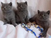 Британски чистокровные котята, фотография 4