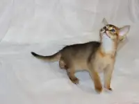 Абиссинские котята 2 девочки в домашние любимцы, фотография 3