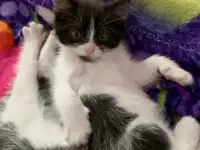 Котята ищут дом, фотография 4