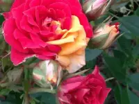 Роза ч/г. Саженцы 2х летние