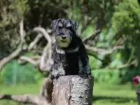 Цвергшнауцер черный с серебром девочки, фотография 5