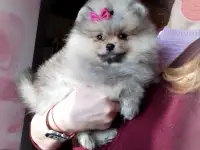Померанский шпиц, щенки. Мини мишки, фотография 2