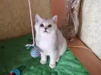 Британские котята, фотография 2
