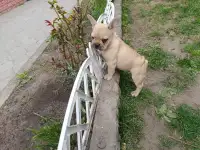 Щенок французского бульдога, фотография 3