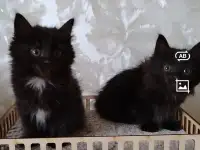 Курильский бобтейл котята, фотография 4