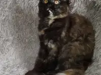 Продам котят  породы мейн-кун.