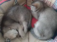 Шотландские котята золотая шиншилла. Договорная, фотография 3