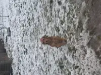 Эстонская гончая