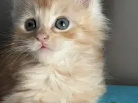 Котята Мейн-кун, фотография 5