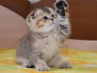 Котята шотландские ЗОЛОТАЯ ШИНШИЛЛА