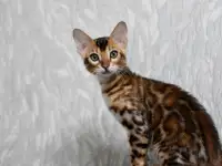 Лучшие бенгальские котята, фотография 6