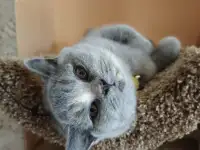 Элитные британские котята из питомника