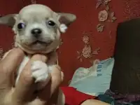 Чихуашки, фотография 7