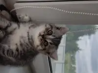 Котята шотландской короткошерстной, фотография 4