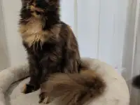 Котятa Мейн Куны из серцифицированного питомника, фотография 5
