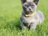 Котенок Европейской Бурмы голубого окраса, фотография 4