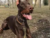 Дрессировка собак с выездом на дом к владельцу, фотография 6