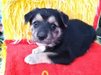Щенки 