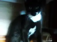 Черно-белый котенок Эльф ищет дом!, фотография 3