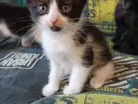 котята в добрые руки, фотография 3
