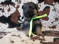 Немецкий овчарки щенки, фотография 4
