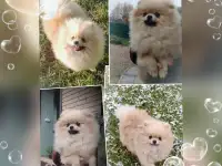 Померанский шпиц, щенки. Мини мишки, фотография 4