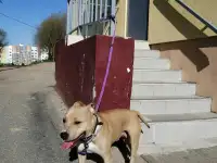 Нашелся Питбуль