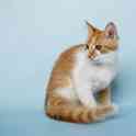 Котёнок в добрые и ответственные руки, фотография 6