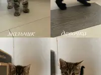Котята в дар
