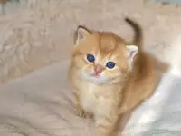 ЗОЛОТАЯ ШИНШИЛЛА шотландские котята, фотография 3